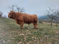 Hochlandrinder,  Highlander , Highland Cattle, Stier, Absetzer, Rheinland-Pfalz - Oberpierscheid Vorschau