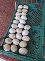 Warzenenten Eier zum Brüten Niedersachsen - Neustadt am Rübenberge Vorschau