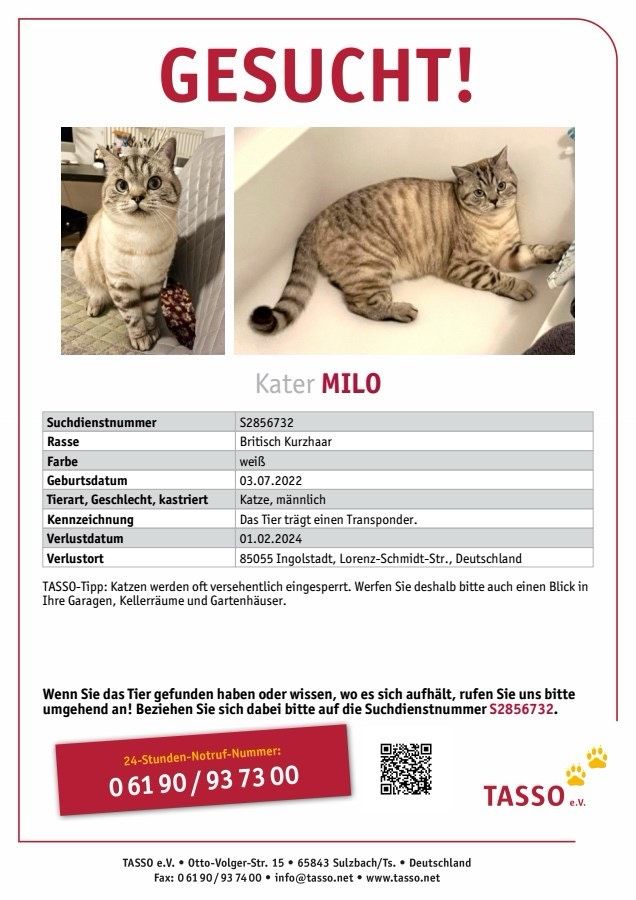 Katze Kater Milo vermisst! Etting in Ingolstadt