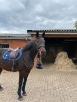 Reitbeteiligung auf ehemaligen Sportpferd Schleswig-Holstein - Sehestedt Vorschau