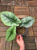 Alocasia Platinum Dresden - Pieschen Vorschau