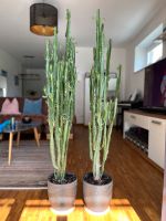 Kaktus groß Euphorbia (Wolfsmilch) 50€ / Stück !!! Schleswig-Holstein - Glinde Vorschau