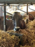 Suche Wohnung oder Zimmer auf einem Bauernhof! Bayern - Rottach-Egern Vorschau