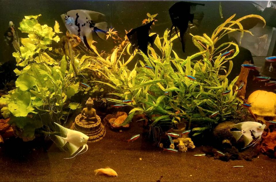 ❗️ Aquarium Auflösung 600L am 18.5. 9 Skalare Pflanzen Wurzeln in Gelsenkirchen