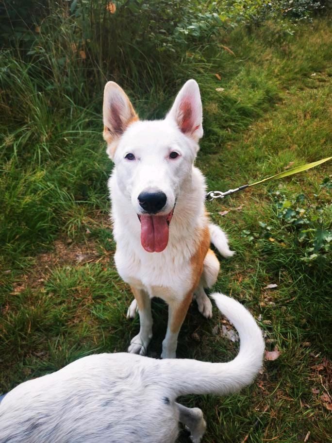 THOR Border Collie Husky Mischling Tierschutz Hund Rüde in Salzwedel