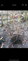 Haselnuss Baum Harburg - Hamburg Wilstorf Vorschau