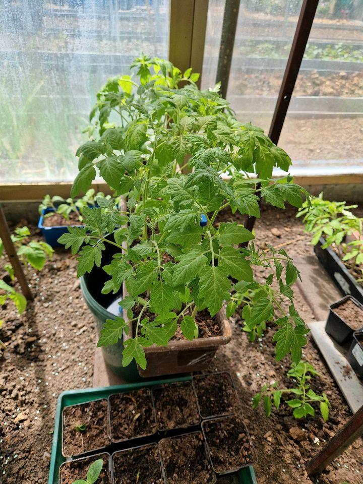 Bio Tomaten Pflanzen,  verschiedene Sorten in Aulendorf
