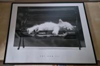 Kunstdruck Poster CAT NAP III David McEnery Bergedorf - Kirchwerder Vorschau