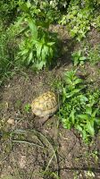 Landschildkröte Hermanni Entlaufen Nordrhein-Westfalen - Neuss Vorschau