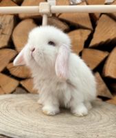 Minilop Mini Lop minilops Zwergkaninchen Kaninchen Rammler Rheinland-Pfalz - Mainz Vorschau