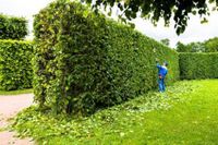 Heckenschnitt Gartenpflege Rasen mähen Unkraut jäten Beet pflegen Nordrhein-Westfalen - Witten Vorschau
