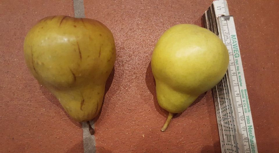 Künstliches Obst, Früchte (Apfel, Birne, Pfirsich, Mandarine) in Lindau