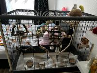 Vogelkäfig Käfig mit Zubehör Vogelspielzeug Voliere Niedersachsen - Peine Vorschau