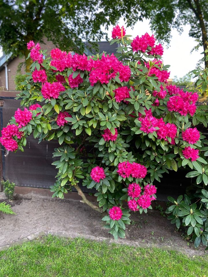 Wunderschöner Rhododendron in Harsewinkel