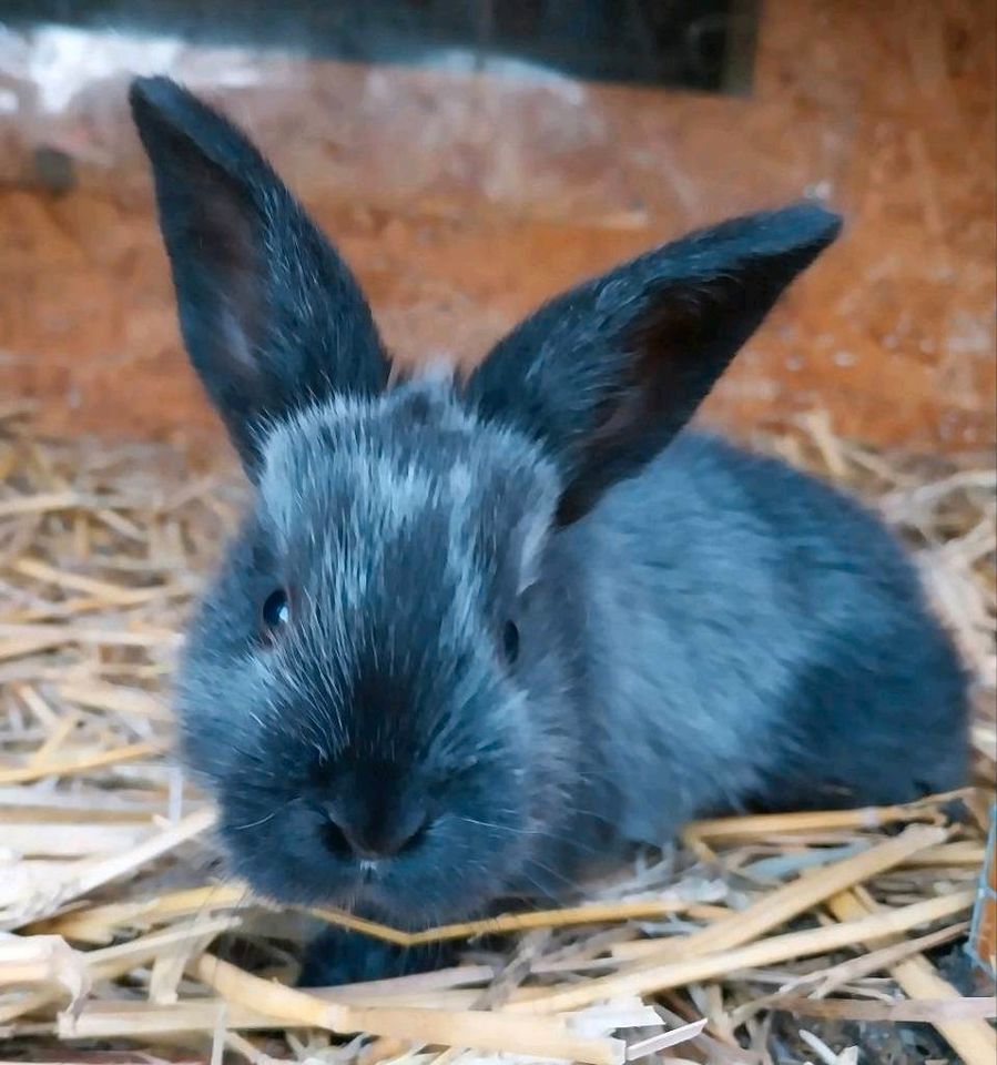 3 Kaninchen, Hasen, deutsche Riesenmixe suchen neue Möhrchengeber in Fockbek