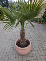 Trachycarpus fortunei, Hanfpalme Rheinland-Pfalz - Lingenfeld Vorschau