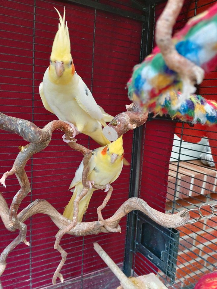 Nymphensittich  Pärchen in Großenkneten