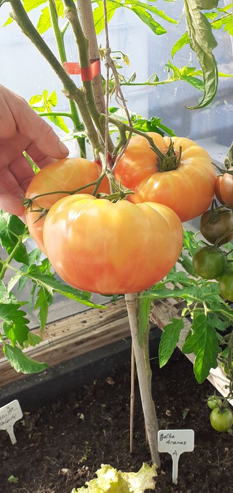 Bio Tomatenpflanzen Tschernij Prinz, Grüne Zebra, Gelbe Ananas in Hückeswagen