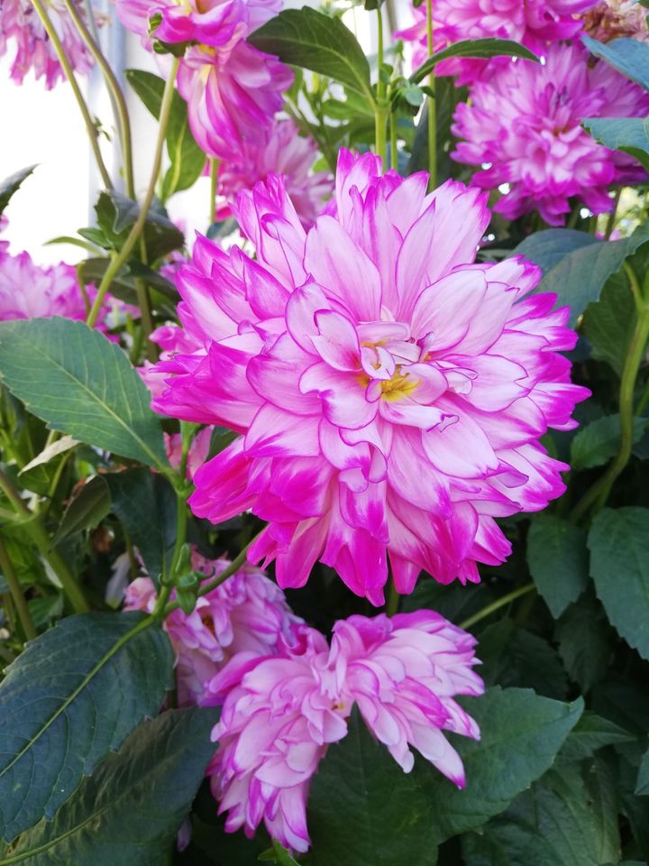 Knollen Dahlien Blumen Pflanzen in Paderborn