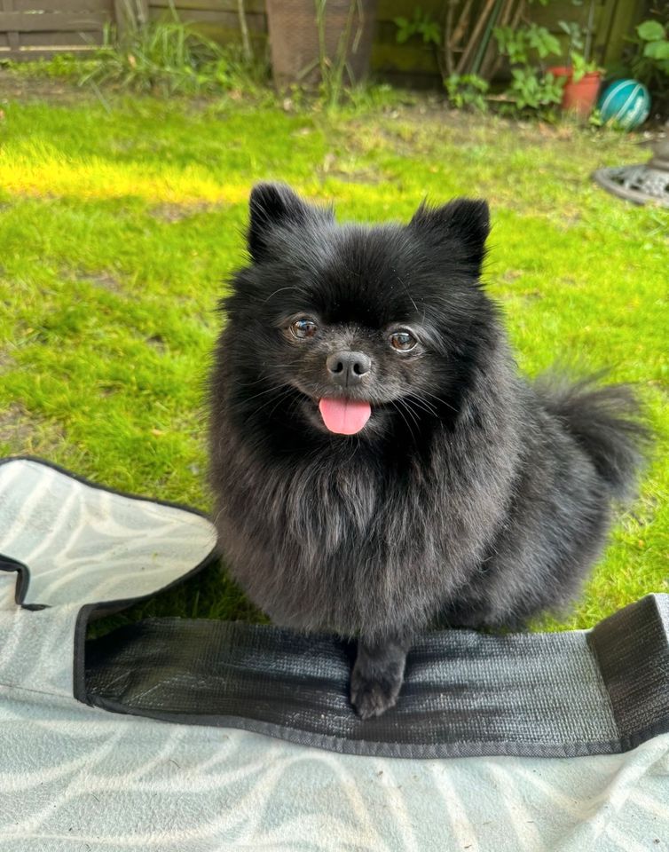 Pomeranian Weibchen in Oberhausen