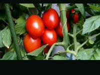 Bio Samen, Eiertomaten, Gemüse, Selbstversorger, Hochbeet, Tomate München - Ramersdorf-Perlach Vorschau