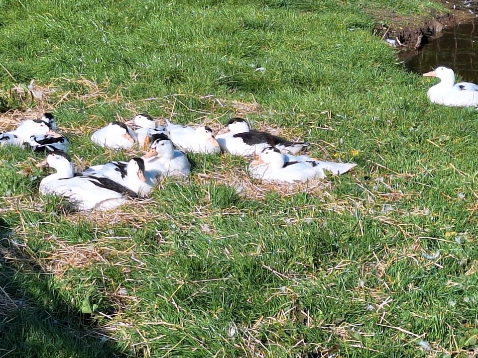 Barbarie-Enten StummentenWarzenentenFlugenten Pekingenten Muladen in Böhnhusen