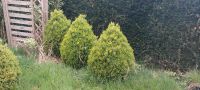 Buchsbäume in verschiedenen Formen und Größen Niedersachsen - Rastede Vorschau