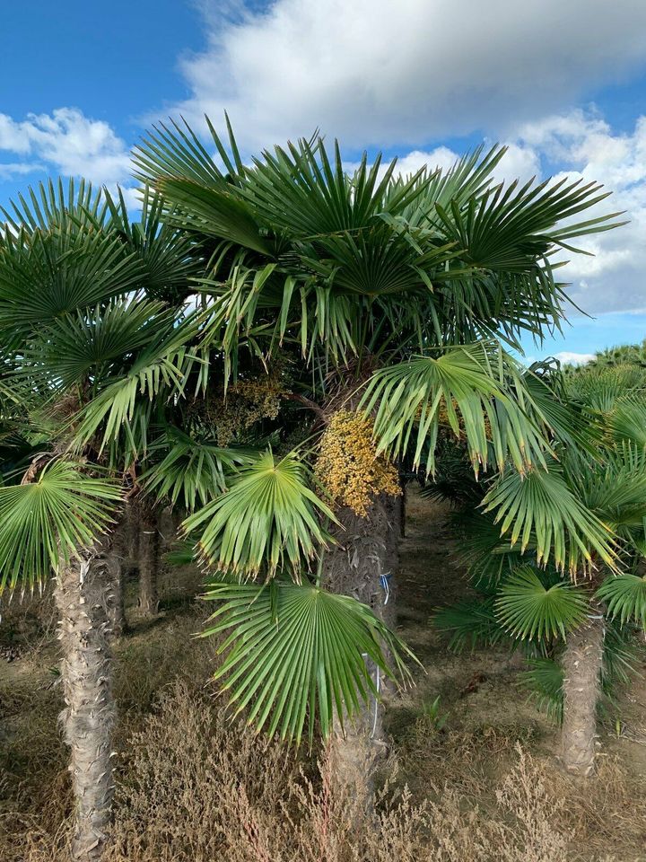 Hanfpalme Trachycarpus Fortunei ab 270cm Stamm in Recklinghausen