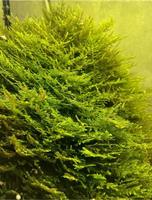 Christmas Moos, Moos, Aquarium Pflanze Nordrhein-Westfalen - Krefeld Vorschau