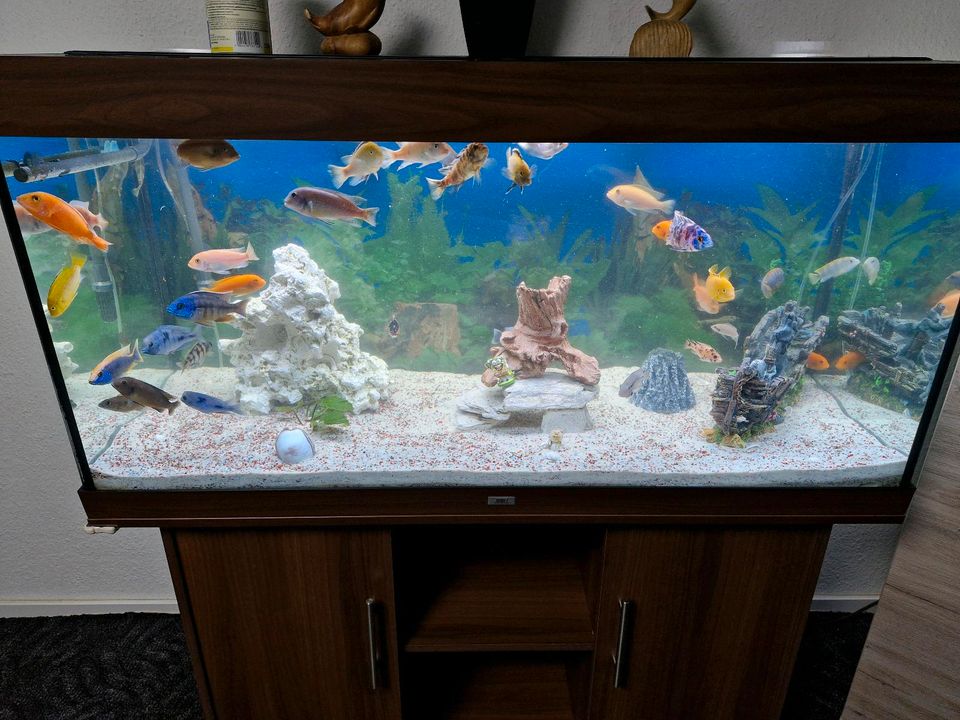 Aquarium mit LED Beleuchtung  und alles dabei  mit 50 Fisch in Lünen