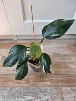 Philodendron white knight Essen - Karnap Vorschau