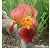 Iris barbata historische Bartiris 'Red Gleam' getopft Niedersachsen - Wennigsen Vorschau