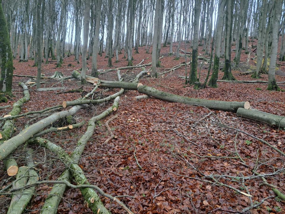 Holzeinschlag brennholz kegelspalter forstdienstleistungen in Bermel