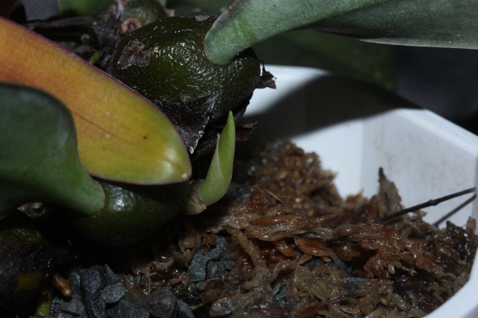 Bulbophyllum fletcherianum Orchidee cirrhopetalum Phalaenopsis in Pegau