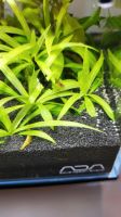 Helanthium bolivianum 'Quadricostatus' - Aquarium Pflanze Rheinland-Pfalz - Ochtendung Vorschau