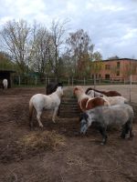 Ponyreiten für Kinder ab 3 Jahre Brandenburg - Werder (Havel) Vorschau