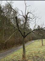 Baumpflege Obstbaumschnitt Hessen - Bad Hersfeld Vorschau