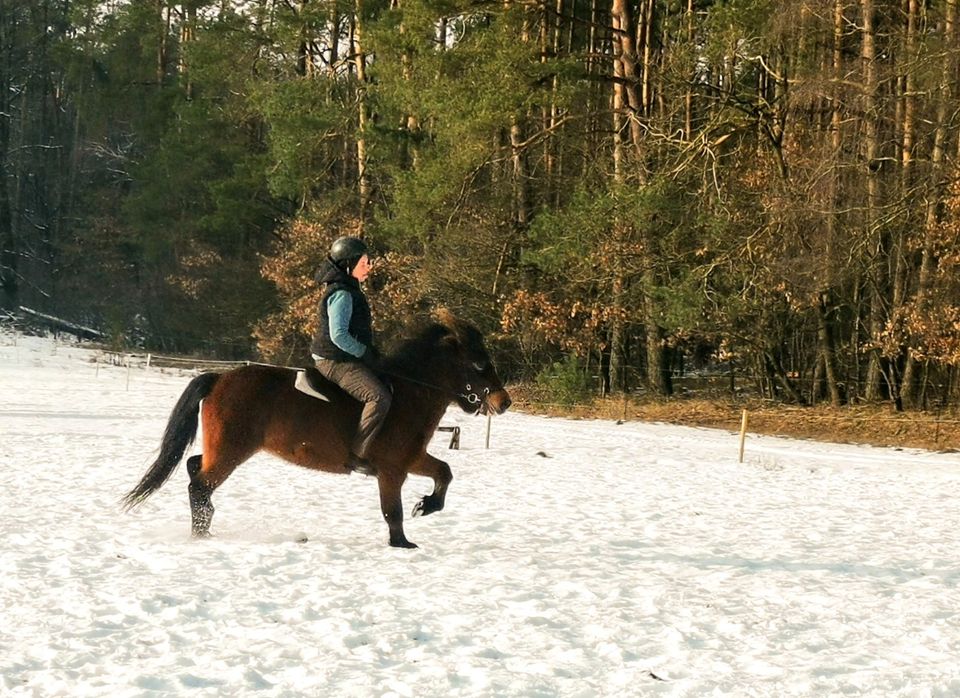 Reitbeteiligung auf Islandpferd Isi-Stute in Buchholz in der Nordheide