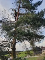 Problembaumfällung Baumfällung Seilklettertechnik Bayern - Burglengenfeld Vorschau