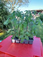 Tomatenpflanzen, Sorte "gelbe Tropfen" Ludwigslust - Landkreis - Warsow Vorschau