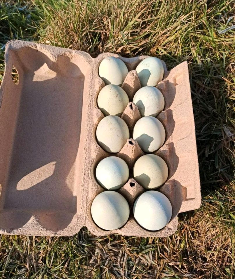 Bruteier Hühner Silverudds Blå Grünleger Eier in Tanna