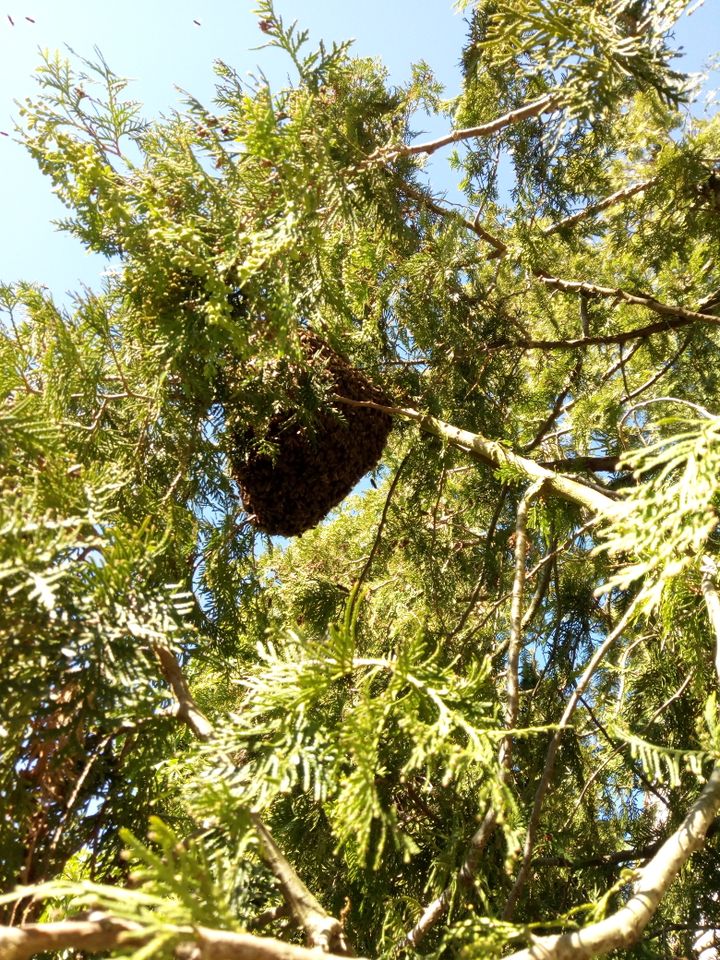 Fange Bienenschwärme in Berlin P'berg Weißensee Pankow F'hain + in Berlin