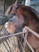 Wer sucht ein liebes Pony als Beisteller Dithmarschen - Wesselburen Vorschau