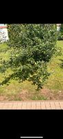 Apfelbaum in Ramstein Rheinland-Pfalz - Altenglan Vorschau