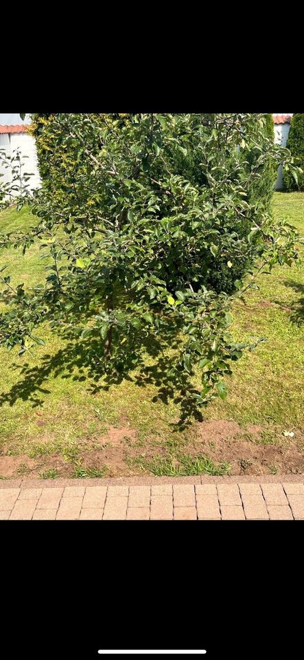 Apfelbaum in Ramstein in Altenglan