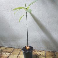 Pflanzen Avocado Bad Godesberg - Mehlem Vorschau
