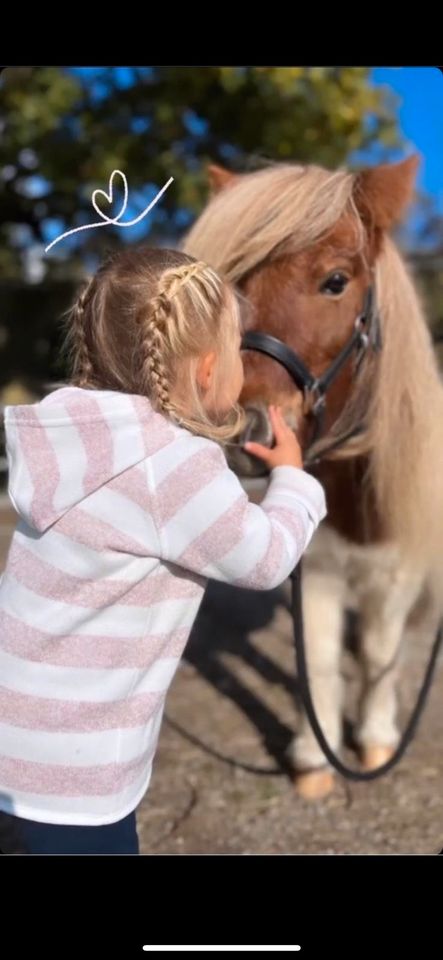 Pflegebeteiligung und/oder Reitbeteiligung an Minishettys in Genderkingen