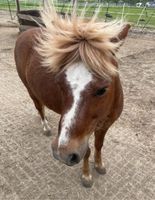 Stellplatz für Rehepony im Offenstall Sachsen - Wilsdruff Vorschau