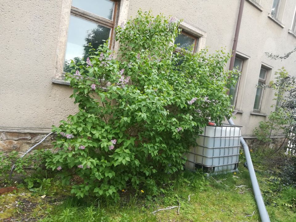 FLIEDER STRAUCH - PLFANZEN / HECKE zu verschenken in Chemnitz