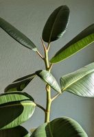 Ableger von Ficus elastica, Gummibaum, indischer Kautschukbaum Baden-Württemberg - Karlsruhe Vorschau